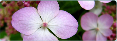 Cornelia Gunn - Kosmetik in Stuttgart